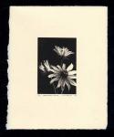 Black-eyed Susan