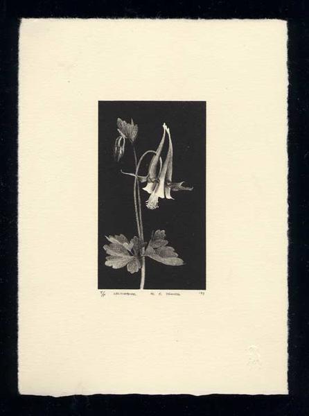 Columbine by Al Young