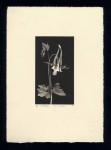 Columbine