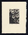 Foxglove