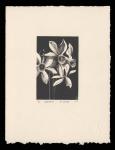 Narcissus on beige paper