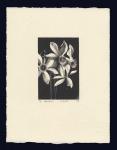 Narcissus on gray paper