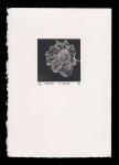 Scabiosa