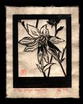 Aquilegia clematifolia