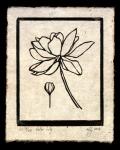 Water Lily