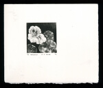 Nasturtium - Limited Edition Lithography Print