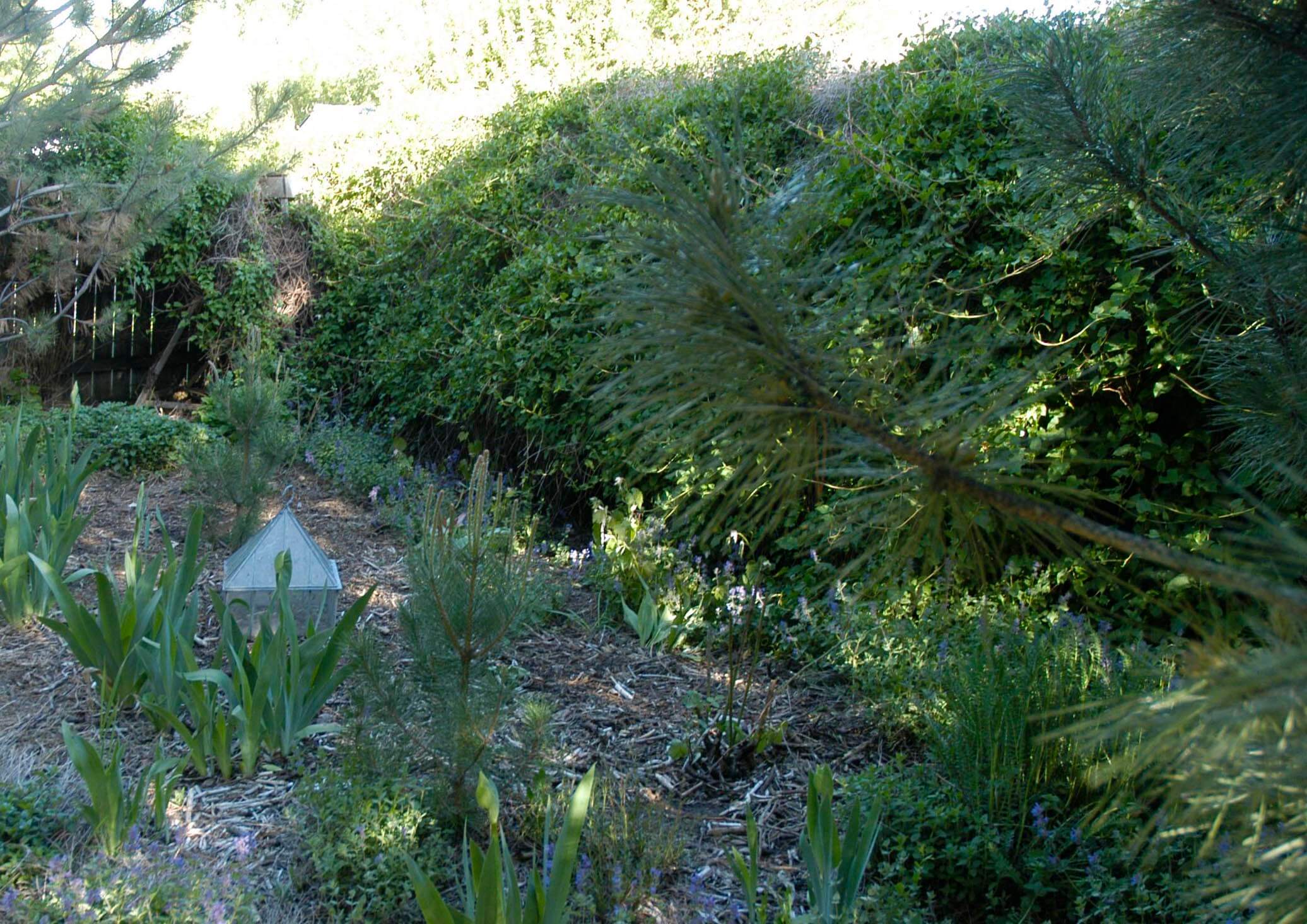 This photograph, also taken in May 2014, shows the silver lace planted on the other side of the pine...