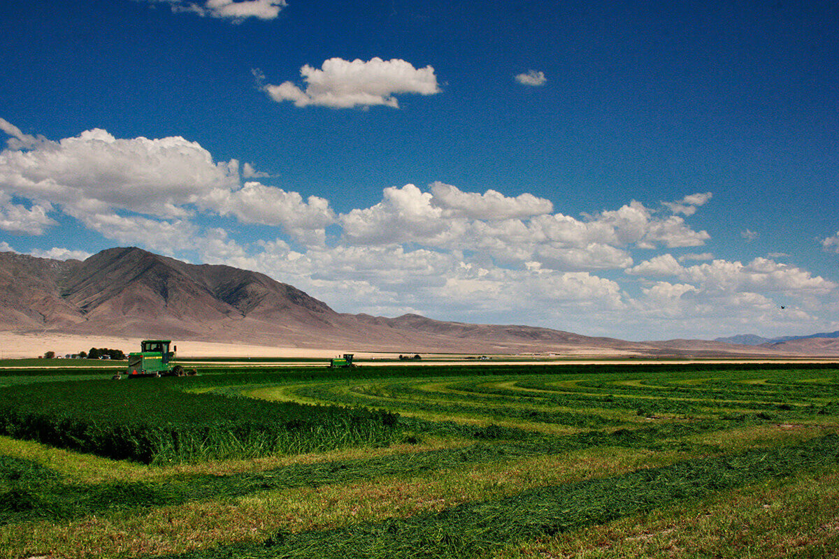 May rolls into June and the hay is tall enough for us to begin swathing.  Hay is similar t...