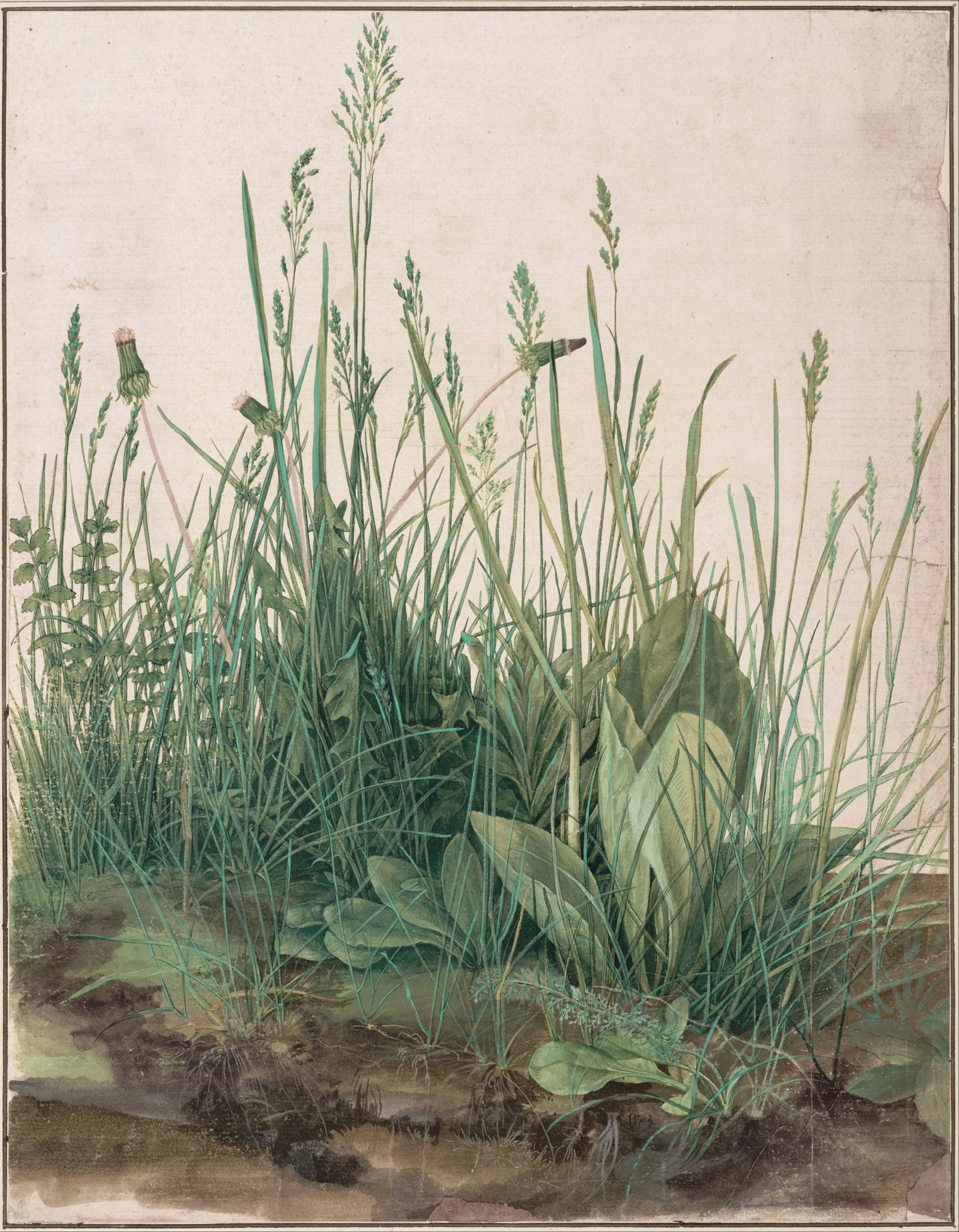 The Great Piece of Turf, by Albrecht Dürer.