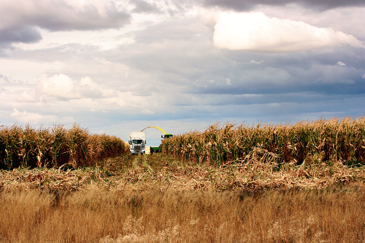 As the days begin to shorten and the temperatures become cooler, the corn or wheat is ready to be ha...