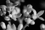 Galium odoratum, I