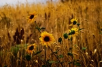 Wild Sunflower Patch