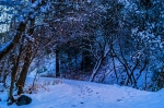 Frozen Forest