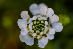 Spring Blossoms