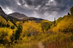 Autumn Trail