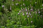 Herb Garden