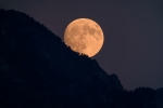 Moon through the treetops