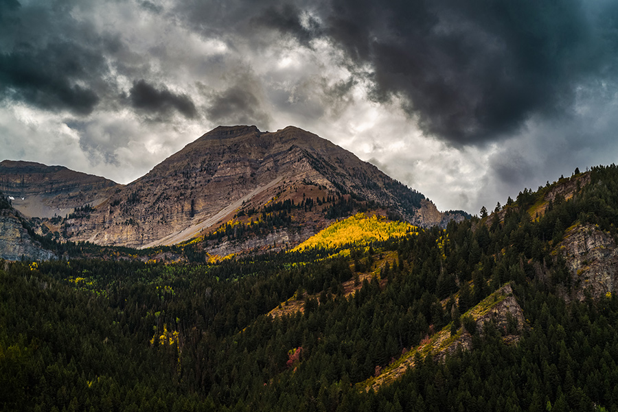 Aspens Below the Summit