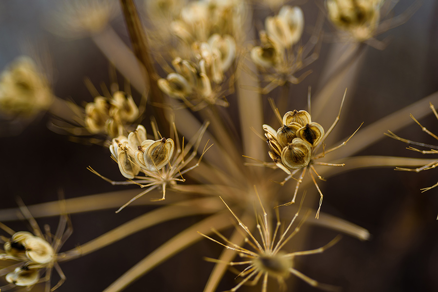 Wild Seedpods