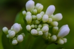 Galium odoratum, II