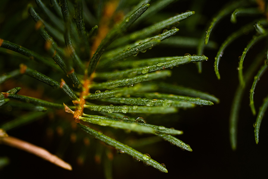 Fir Needles