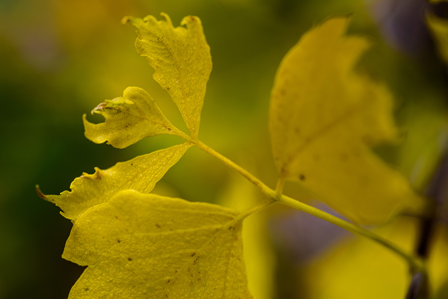 Yellow Leaves