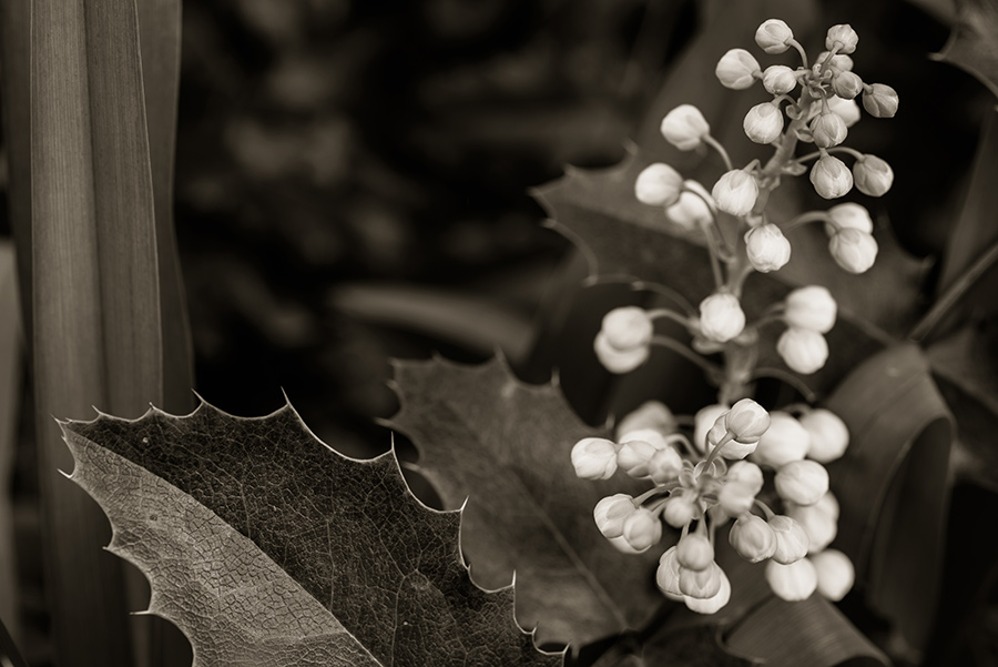 Mahonia aquifolium