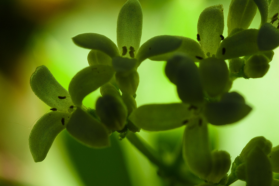 Galium odoratum, III