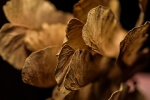 Dried Seeds, III