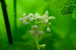 Galium odoratum, IV